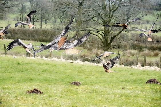red kites feeding